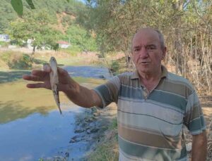 Eyüpsultan’da Alibey Barajı’na akan derede çok sayıda balık telef oldu: Vatandaşlar İSKİ’ye tepki gösterdi