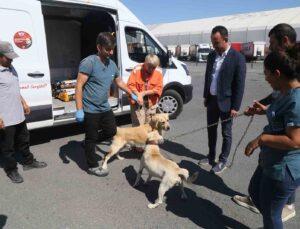 176 sokak köpeği bekçi köpeği oldu