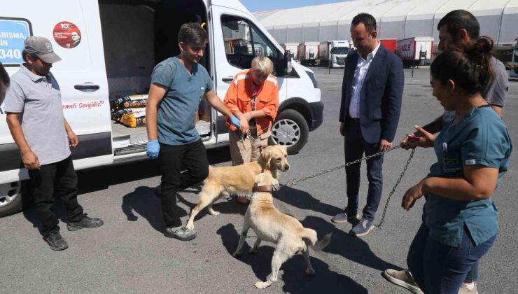 176 sokak köpeği bekçi köpeği oldu